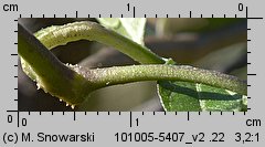 Solanum dulcamara (psianka słodkogórz)