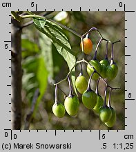 Solanum dulcamara (psianka słodkogórz)