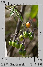 Solanum dulcamara (psianka słodkogórz)