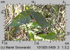 Solanum dulcamara (psianka słodkogórz)