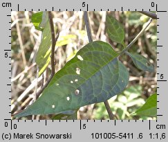 Solanum dulcamara (psianka słodkogórz)