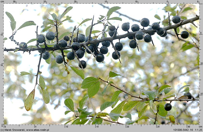 Prunus spinosa (śliwa tarnina)