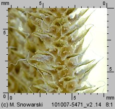 Lycopodium clavatum (widłak goździsty)