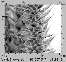 Lycopodium clavatum (widłak goździsty)