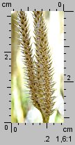 Lycopodium clavatum (widłak goździsty)