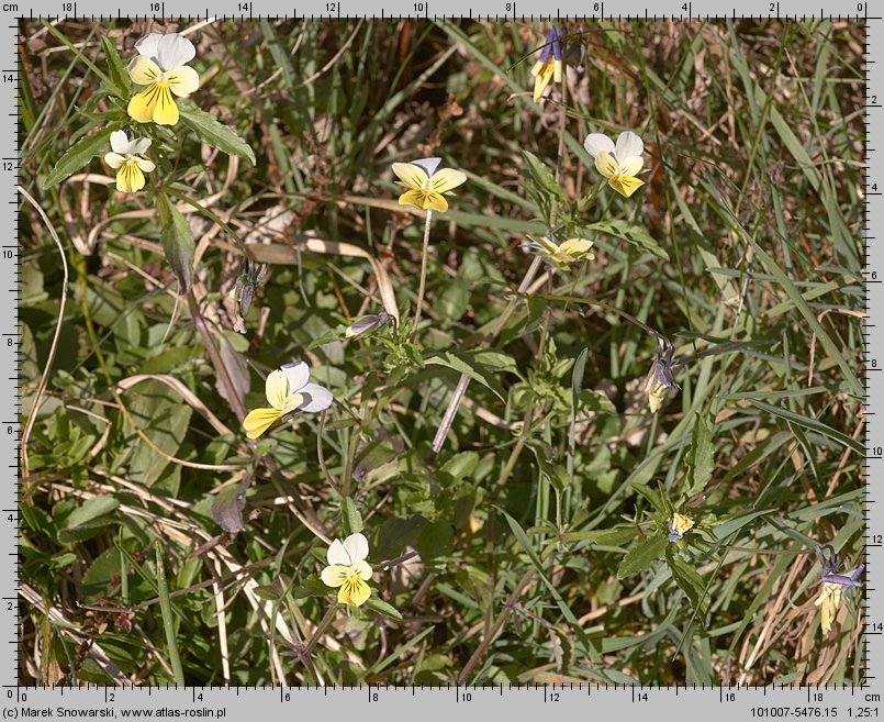 Viola tricolor s.str. (fiołek trójbarwny)