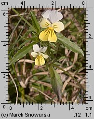 Viola tricolor (fiołek trójbarwny)