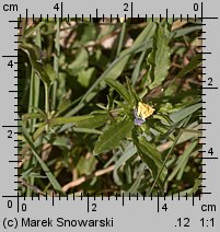 Viola tricolor (fiołek trójbarwny)