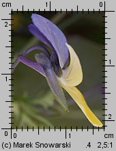 Viola tricolor s.str. (fiołek trójbarwny)