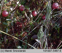 Oxycoccus palustris (żurawina błotna)