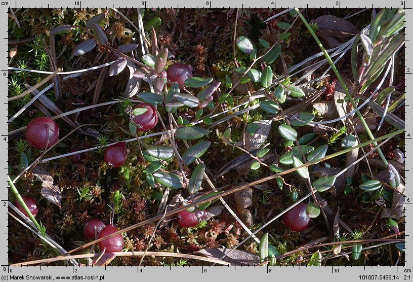 Oxycoccus palustris (żurawina błotna)