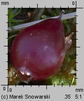 Oxycoccus palustris (żurawina błotna)