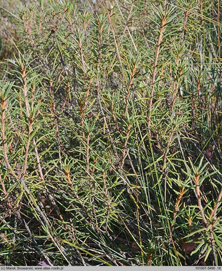 Ledum palustre (bagno zwyczajne)