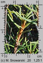 Ledum palustre (bagno zwyczajne)