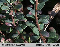 Vaccinium uliginosum (borówka bagienna)