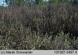 Vaccinium uliginosum (borówka bagienna)