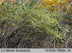 Ligustrum vulgare (ligustr pospolity)