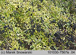 Ligustrum vulgare (ligustr pospolity)