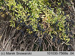 Ligustrum vulgare (ligustr pospolity)