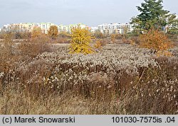 Solidago gigantea (nawłoć późna)