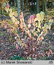 Cornus alba (dereń biały)