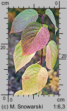 Cornus alba (dereń biały)