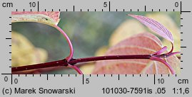 Cornus alba (dereń biały)