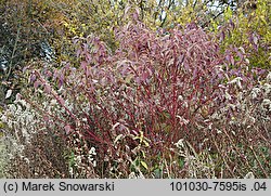 Cornus sericea (dereń rozłogowy)