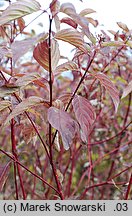 Cornus sericea (dereń rozłogowy)