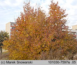 Pyrus pyraster (grusza polna)