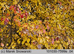 Pyrus pyraster (grusza polna)