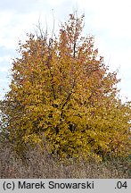 Pyrus pyraster (grusza polna)