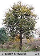 Pyrus communis (grusza pospolita)