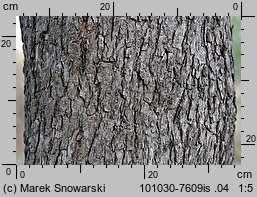 Pyrus communis s.l. (grusza pospolita)