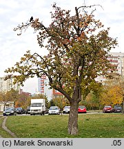 Pyrus communis (grusza pospolita)