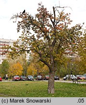 Pyrus communis (grusza pospolita)