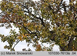 Pyrus communis (grusza pospolita)