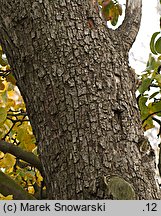 Pyrus communis (grusza pospolita)