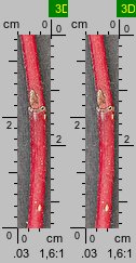 Cornus sericea (dereń rozłogowy)