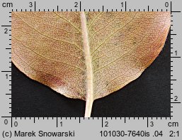 Pyrus pyraster (grusza polna)