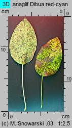 Pyrus communis s.l. (grusza pospolita)