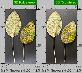 Pyrus communis s.l. (grusza pospolita)
