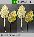 Pyrus communis s.l. (grusza pospolita)