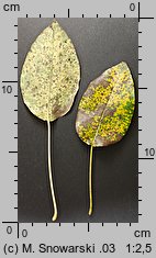 Pyrus communis s.l. (grusza pospolita)