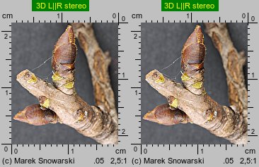 Pyrus communis s.l. (grusza pospolita)