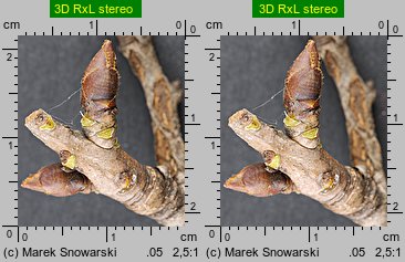 Pyrus communis s.l. (grusza pospolita)