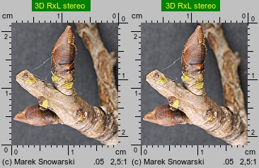 Pyrus communis (grusza pospolita)