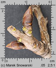 Pyrus communis s.l. (grusza pospolita)
