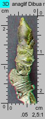 Pyrus communis s.l. (grusza pospolita)