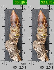Pyrus communis s.l. (grusza pospolita)